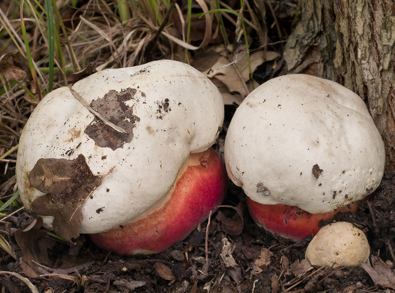 Boletus satanas